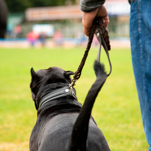 Tips for Dealing with a Leash Aggressive Dog Ultimate K9 UltimateK9 LLC